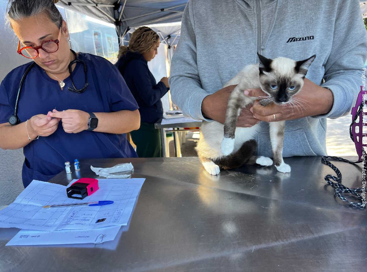 Programa “Bem-Estar Animal” de Ilhabela / foto: Divulgação